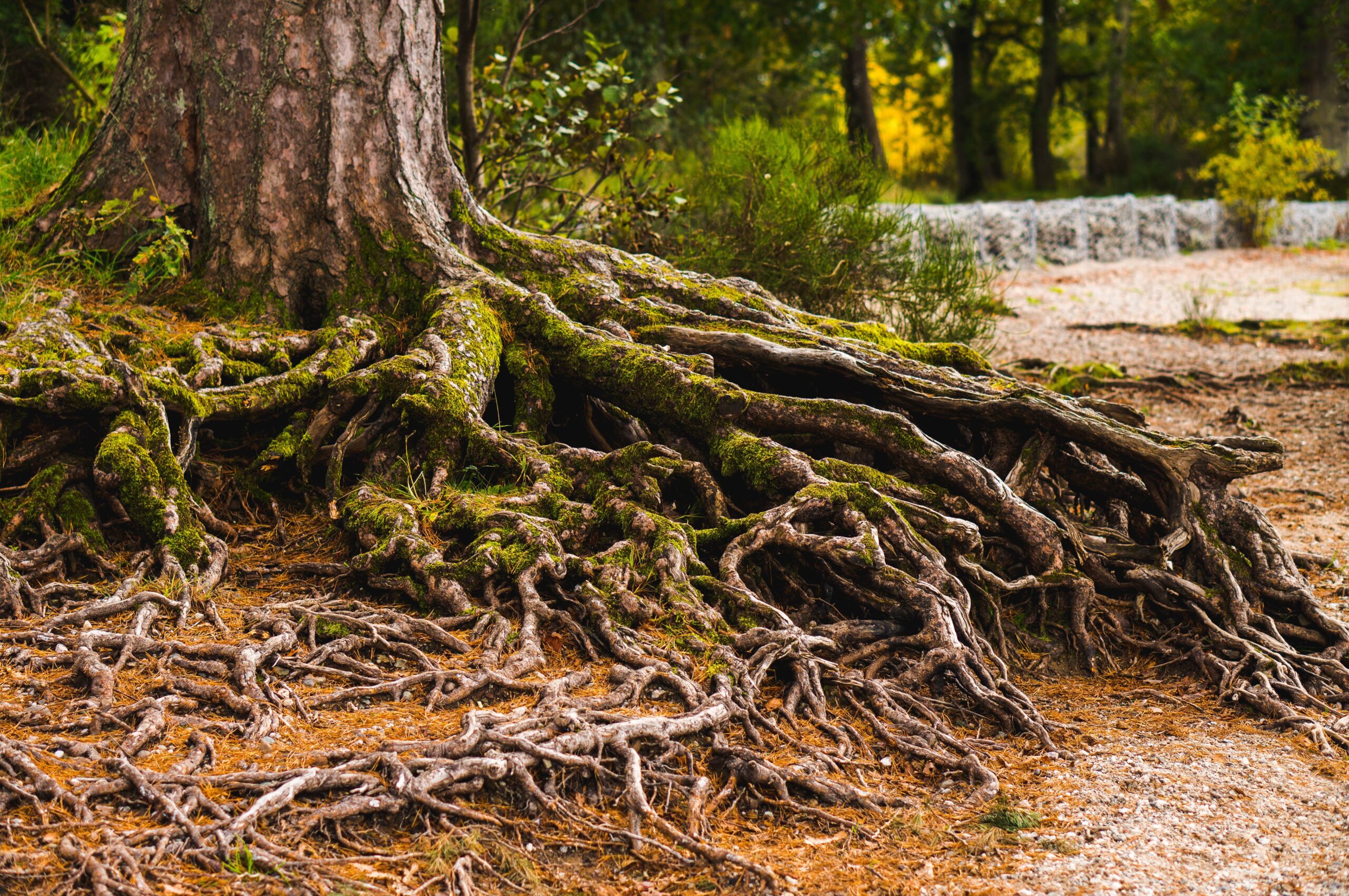 Not a Branch, But the Root
